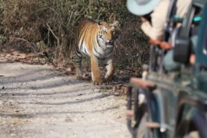 Tiger walks towards safari jeep in a dry forest.