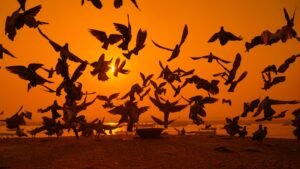 Flock of birds flying against a vibrant sunset sky.